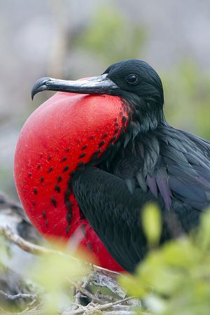 North Seymour, Galapagos Islands 177.jpg